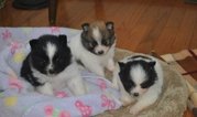 home raise Black/White Parti Pom Male