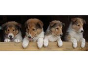 caring adorable AKC Collie Puppies.