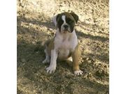 marvelous and caring Alapha Blue Blood Bulldog for Sale