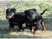 health Akc  looking Beauceron for Sale