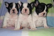 3 House train French Bulldog Puppies for pets family's