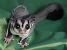 Suger glider looking for a new home